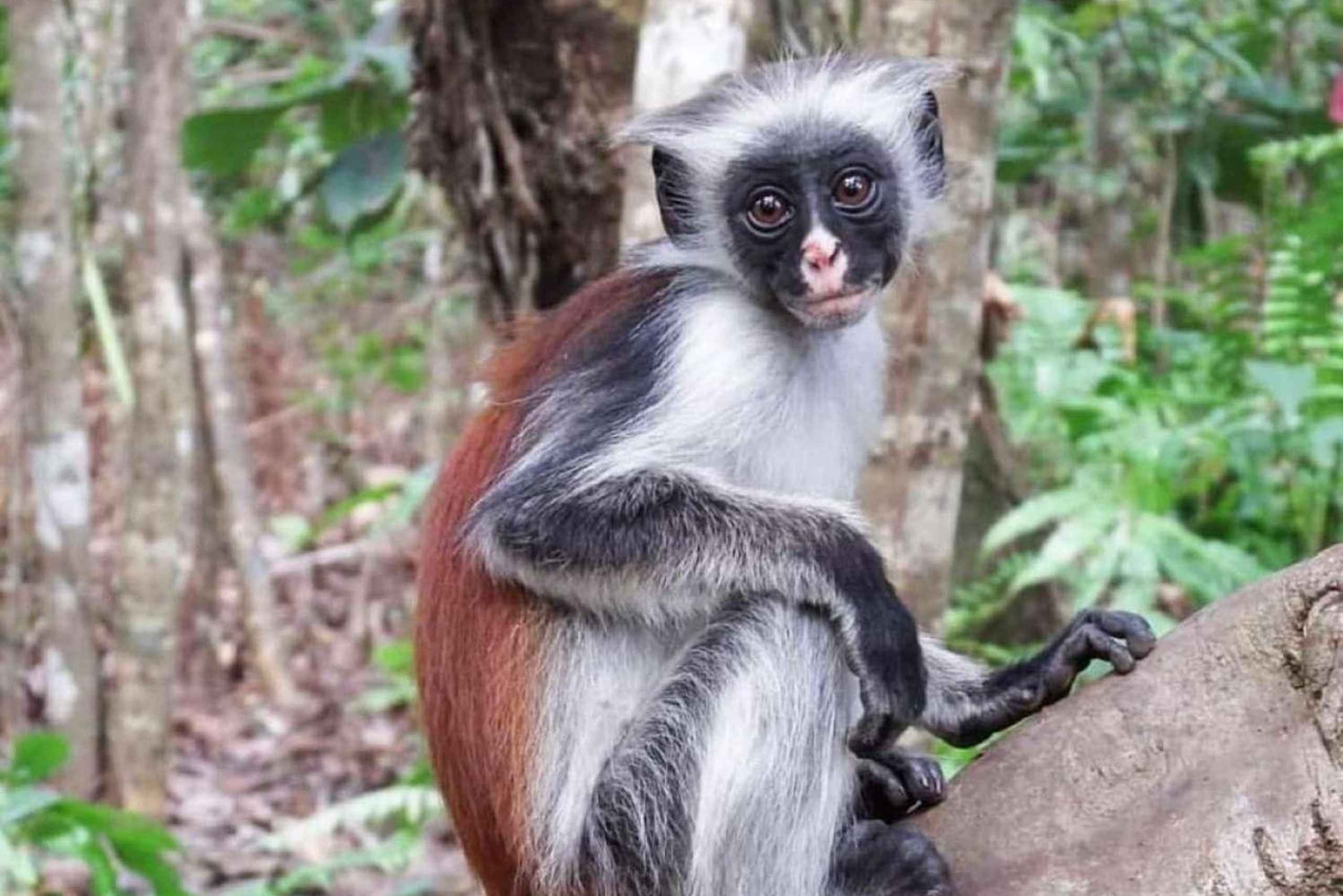 Zanzibar: las Jozani, Błękitna Laguna, The Rock i jaskinia Kuza