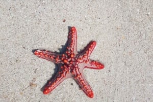 Zanzibar: Jozanin metsä, Sininen laguuni, The Rock ja Kuza-luola