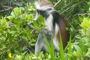 Zanzibar: las Jozani, Błękitna Laguna, The Rock i jaskinia Kuza