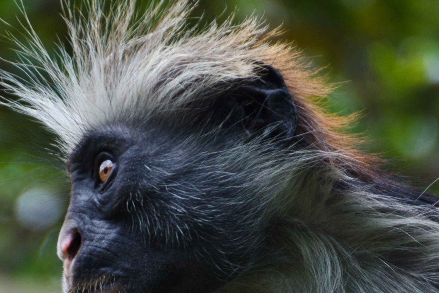 Zanzibar: Jozani-skoven, sommerfugle- og reptilpark.