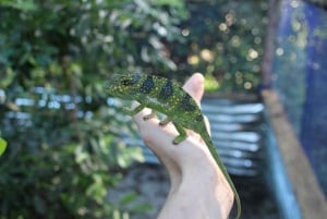 Zanzibar: Jozani-skogen, fjärilscentret och Mtende-stranden