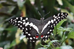 Zanzibar: Jozani-skogen, fjärilscentret och Mtende-stranden