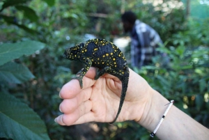 Zanzibar: Jozani-skogen, fjärilscentret och Mtende-stranden