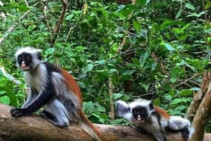 Zanzibar: Jozani-skogen, fjärilscentret och Mtende-stranden