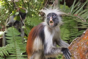Zanzibar: Jozani-skogen, fjärilscentret och Mtende-stranden