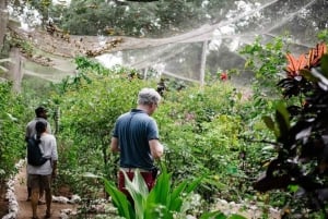 Zanzibar: Jozani-skoven, sommerfuglecenter og Mtende-stranden