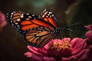 Sansibar: Jozani-Wald, Schmetterlingszentrum und Mtende-Strand