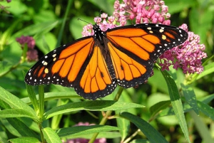 ЗАНЗИБАР: Лес Джозани, центр бабочек и пляж Мтенде