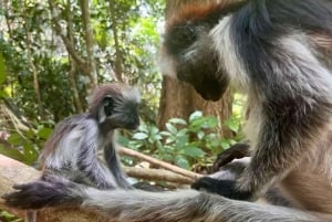 Zanzibar: Jozani-skoven, sommerfuglecenter og Mtende-stranden