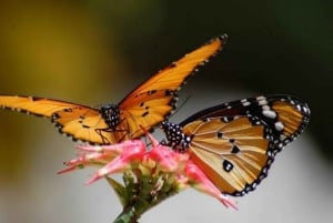 Zanzibar: Jozani-skoven, sommerfuglecenter og Mtende-stranden