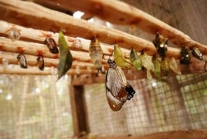 Zanzibar: Jozani-skoven, sommerfuglecenter og Mtende-stranden