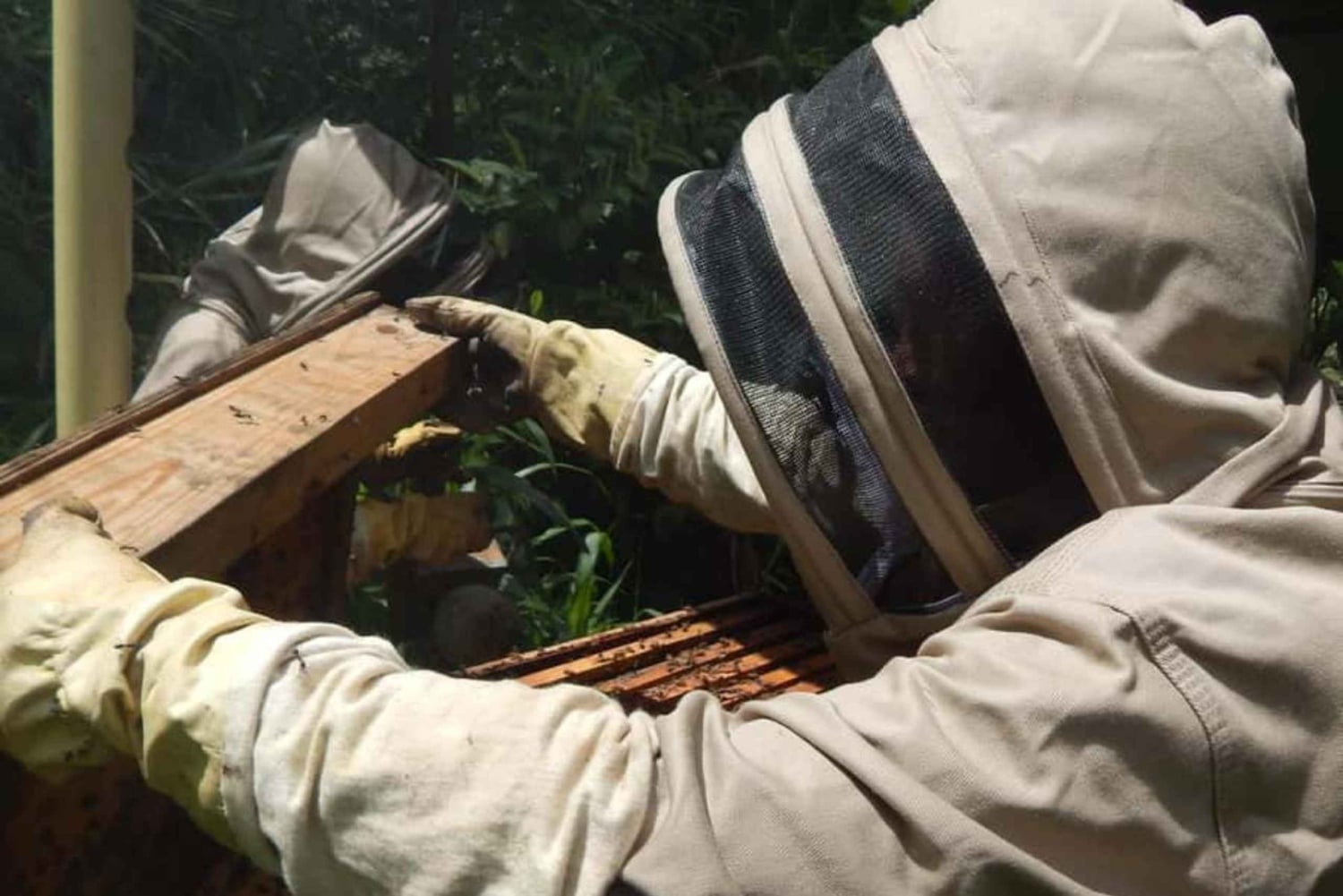 Zanzibar: Jozani-skogen, fjärilscenter och biodlingstur