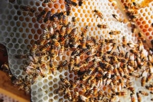 Zanzibar: Floresta Jozani, Centro de Borboletas e Tour de Apicultura