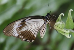 Zanzibar: Floresta Jozani, Centro de Borboletas e Tour de Apicultura