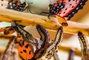 Zanzibar: Floresta Jozani, Centro de Borboletas e Tour de Apicultura