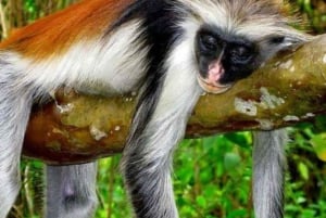 Zanzibar: Floresta Jozani, Centro de Borboletas e Tour de Apicultura