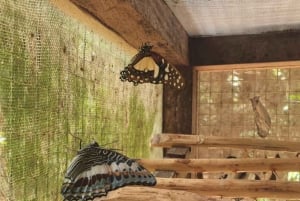 Zanzibar: Floresta Jozani, Centro de Borboletas e Tour de Apicultura