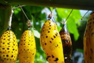 Zanzibar: Floresta Jozani, Centro de Borboletas e Tour de Apicultura