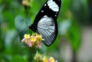 Zanzibar: Floresta Jozani, Centro de Borboletas e Tour de Apicultura