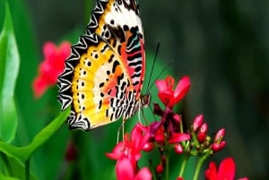 Zanzibar: Floresta Jozani, Centro de Borboletas e Tour de Apicultura