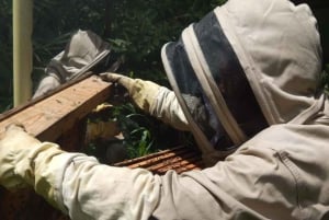 Zanzibar: Jozani-skogen, fjärilscenter och biodlingstur