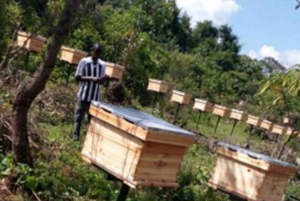 Zanzibar: Jozani-skogen, fjärilscenter och biodlingstur