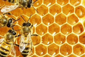 Zanzibar: Jozani-skogen, fjärilscenter och biodlingstur