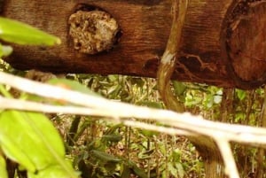 Zanzibar: Jozani-skogen, fjärilscenter och biodlingstur