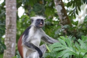 Zanzibar: Jozani-skogen, fjärilscenter och biodlingstur