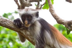 Zanzibar: Jozani-skogen, fjärilscenter och biodlingstur