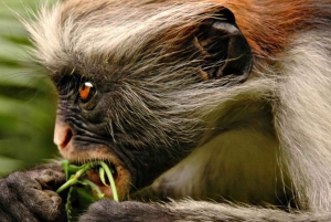 Zanzibar: Jozani-skogen, fjärilscenter och biodlingstur