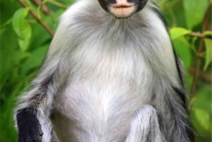 Zanzibar: Jozani-skogen, fjärilscenter och biodlingstur