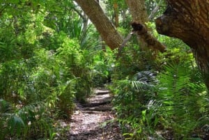 Zanzibar: Jozani-skogen, fjärilscenter och biodlingstur