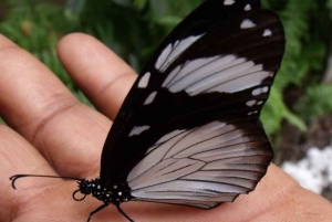 Zanzibar: Jozani-skogen, fjärilscenter och biodlingstur