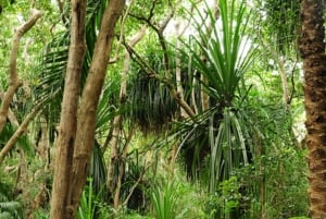 Zanzibar: Jozani-skogen, fjärilscenter och biodlingstur