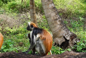 Zanzibar: Jozani-skogen, fjärilscenter och biodlingstur