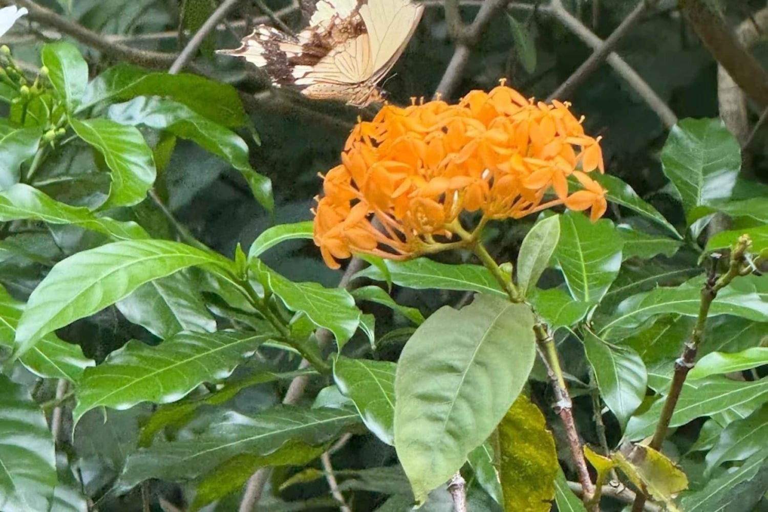Zanzibar: las Jozani, centrum motyli i wycieczka do jaskini Maalum