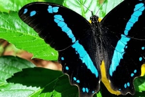 Zanzibar: las Jozani, centrum motyli i wycieczka do jaskini Maalum