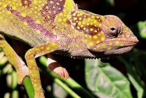 Zanzibar: las Jozani, centrum motyli i wycieczka do jaskini Maalum