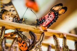 Zanzibar: las Jozani, centrum motyli i wycieczka do jaskini Maalum