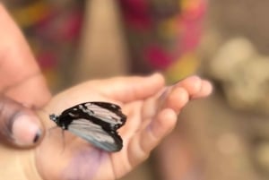 Zanzibar: las Jozani, centrum motyli i wycieczka do jaskini Maalum