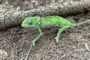 Zanzibar: las Jozani, centrum motyli i wycieczka do jaskini Maalum