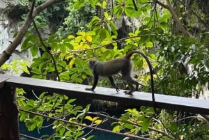 Zanzibar: las Jozani, centrum motyli i wycieczka do jaskini Maalum
