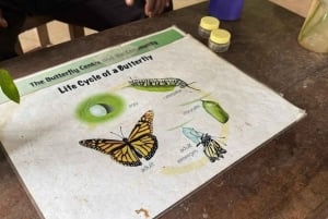 Zanzibar: las Jozani, centrum motyli i wycieczka do jaskini Maalum