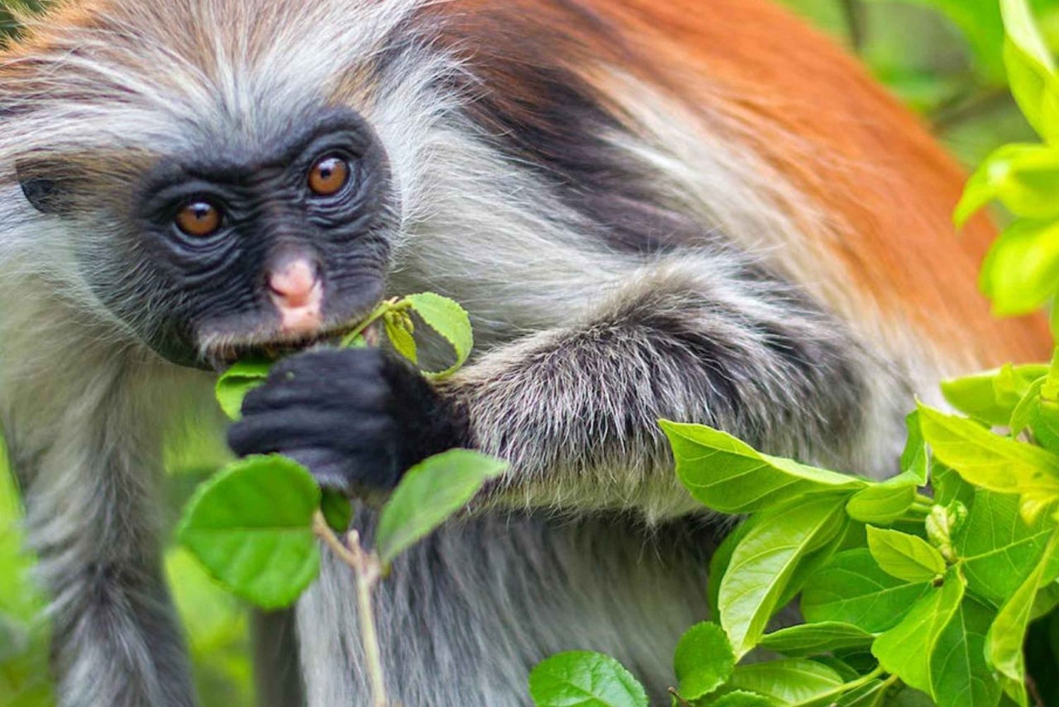 Zanzibar: Jozani Forest,butterfly center & Mtende beach tour