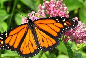 Sansibar: Jozani-Wald, Schmetterlingszentrum und Mtende-Strand-Tour