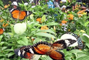 Sansibar: Jozani-Wald, Schmetterlingszentrum und Mtende-Strand-Tour