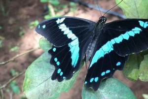 Sansibar: Jozani-Wald, Schmetterlingszentrum und Mtende-Strand-Tour
