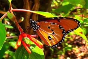 Sansibar: Jozani-Wald, Schmetterlingszentrum und Mtende-Strand