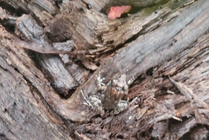 Zanzibar: Jozani-bos, vlindercentrum & Rock Restaurant